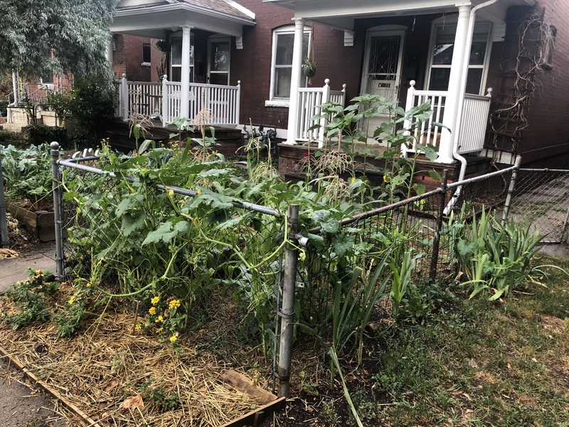 The same garden plot from earlier in the post, with pumpkin vines sprawling over the fence, corn, flowers, and other garden plants have grown tall. It's a bit ragged over all, but verdent.