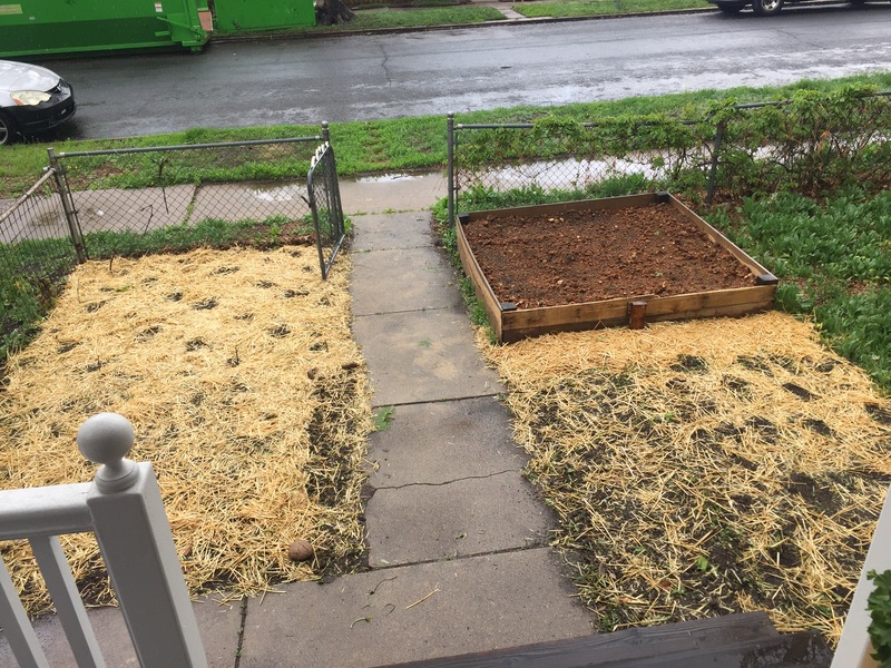 The same garden patch, with weeds removed. The soil has been freshly mulched over with straw.