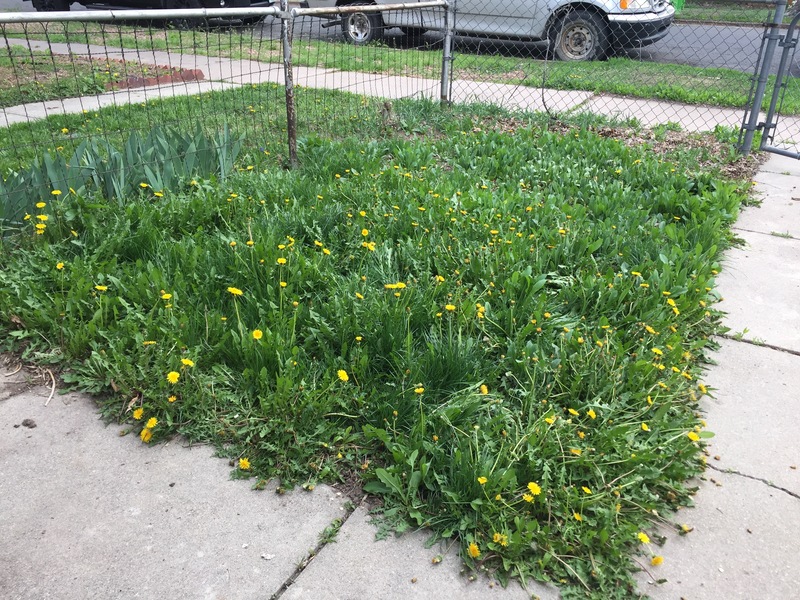 A garden patch overgrown with dandelions and scrubby grass